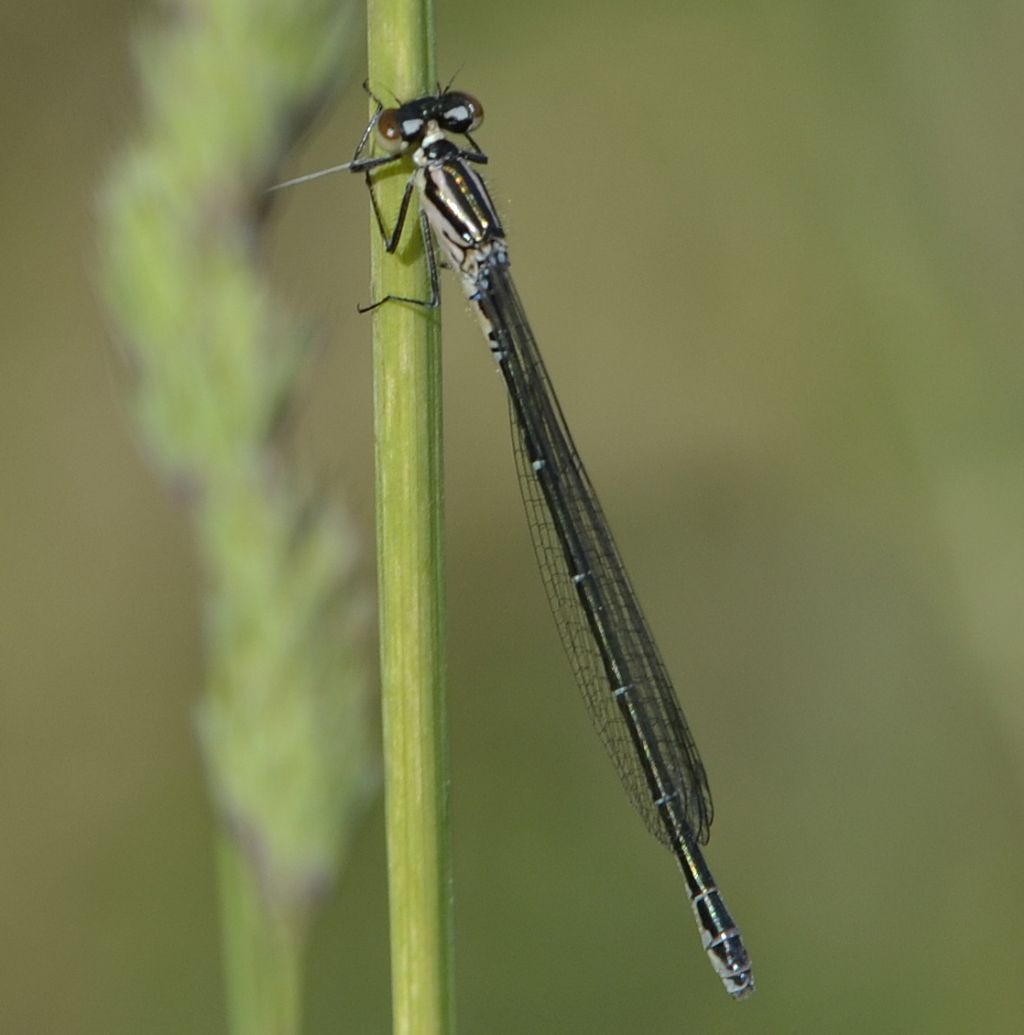 Coenagrion ?